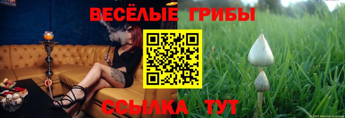 где найти наркотики  Вход с VPN  Воронеж  Галлюциногенные грибы Psilocybe 